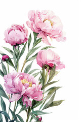 Obraz premium painting watercolor flower background illustration floral nature. pink peony flower background for greeting cards weddings or birthdays. Copy space.