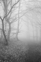 The forest in a fog.