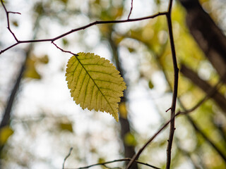 Autumn leaves in the forest