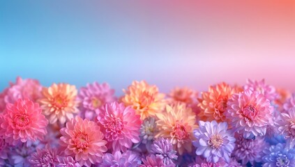 Chrysanthemums on vibrant gradient background with copy space, Beautiful banner design for Motherâ€™s Day, Valentine or Birthday