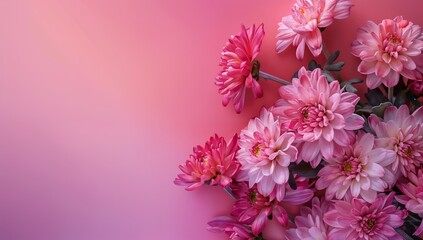 Chrysanthemums on vibrant gradient background with copy space, Beautiful banner design for Motherâ€™s Day, Valentine or Birthday