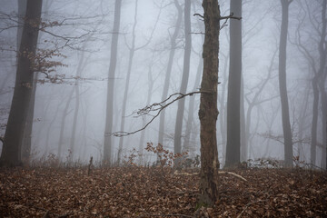 Obraz premium The forest in a fog.