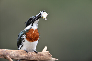 Kingfischer mit Fisch