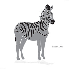 zebra,striped zebra,the head of zebra,animal,body of zebra