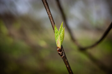 green spring leaf in sunshine