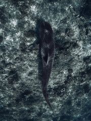 Tiger shark silhouette on deep in ocean. Diving with dangerous sharks.