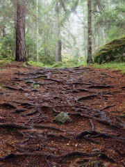 Forest Trail with Exposed Tree Roots