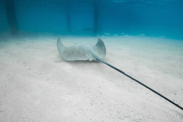 Sting ray fish in tropical blue sea. Stingray underwater on sandy sea bottom. © artifirsov