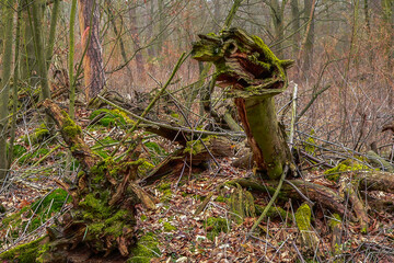Dump of fallen and rotting tree trunks and branches in forest