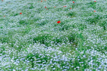 公園に咲くネモフィラとポピー