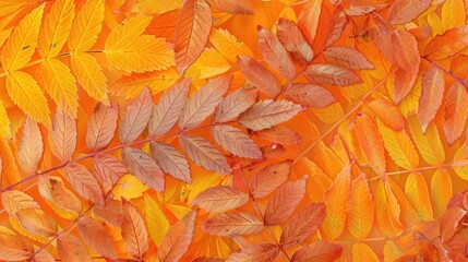 The Texture Background and Pattern of Autumn Leaves from a Small Mountain Ash Tree