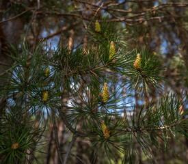 Young pine cones and needles close up