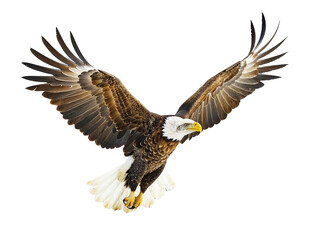 bald eagle in flight