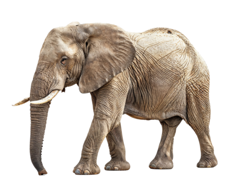 elephant isolated on white