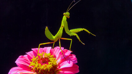 The European mantis (Mantis religiosa), predatory insect on a flower on a dark background