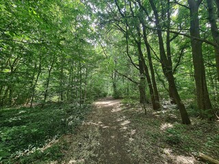 nature path in the Plänterwald Forest in Berlin Treptow/Köpenick