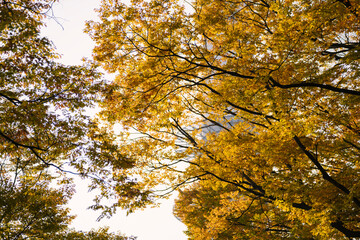  the autumn foliage at Namsan. Vibrant yellow leaves contrast with the green, as sunlight filters through. The N Seoul Tower is partially visible amidst this serene natural setting.