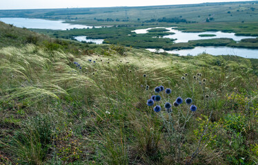 Ukrainian feather grass steppe, Bunchgrass species (Stipa capillata), steppe landscape of southern...