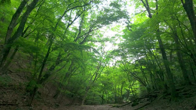 春の富士山　青木ヶ原樹海を歩く