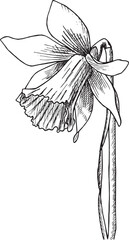 Vector Narcissus floral botanical flower Yellow and green engraved ink art