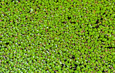 Lemna minor - the common duckweed or lesser duckweed, is an aquatic freshwater plant