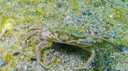 Swimming crab (Macropipus holsatus) eating mussel meat, Black Sea