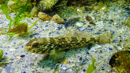The round goby (Neogobius melanostomus) - commercial fish species on the bottom among algae