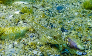 The round goby (Neogobius melanostomus) - commercial fish species on the bottom among algae