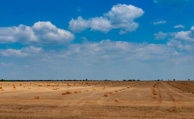 Straw collected in square bales on a harvested wheat field, blue sky over the field, Ukraine