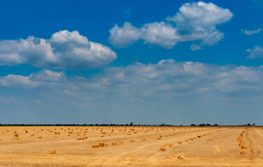 Straw collected in square bales on a harvested wheat field, blue sky over the field, Ukraine