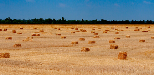 Straw collected in square bales on a harvested wheat field, blue sky over the field, Ukraine