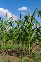 Green corn on the cob in an agricultural field, Ukraine