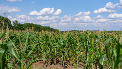 Green corn on the cob in an agricultural field, Ukraine