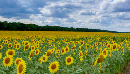 Obraz premium A field with blooming sunflowers. The common sunflower (Helianthus annuus). Bolgradsky district, Odessa region
