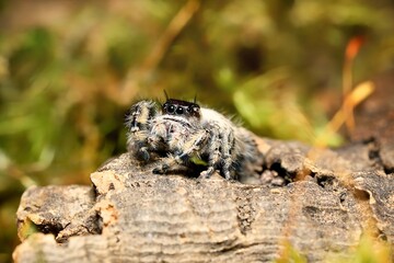 Phidippus bidentatus Maya jumping spider USA, Mexico, jump spider. bidentatus Maya spiders, animal arachnid group of spiders that constitute the family jumping web spider.