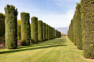 Trees perspective, green grass and blue sky. Sunlight, nobody, natural environment.