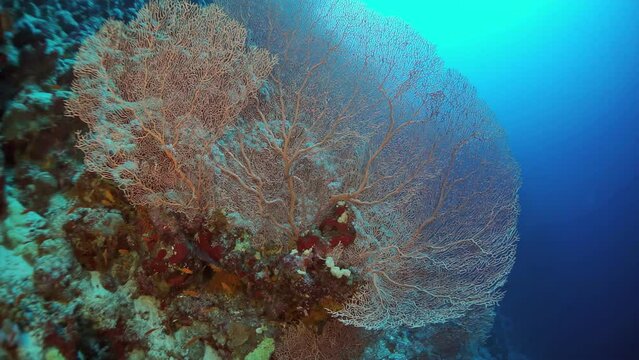 A coral reef with a large, green sea fan. The reef is teeming with life, and the sea fan is a beautiful and vibrant addition to the scene