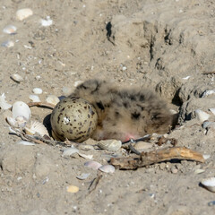 Sandwich tern (Thalasseus sandvicensis), tern chick in the nest, Tiligulskiy estuary, Ukraine