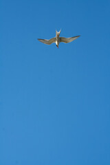 Sandwich tern (Thalasseus sandvicensis) diving down against the blue sky, Ukraine