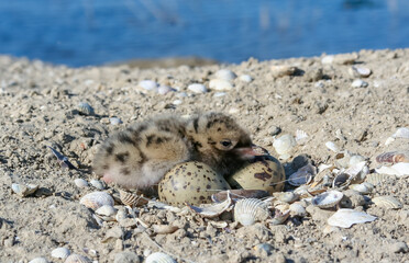 Sandwich tern (Thalasseus sandvicensis), tern chick in the nest, Tiligulskiy estuary, Ukraine