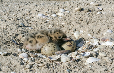 Sandwich tern (Thalasseus sandvicensis), tern chick in the nest, Tiligulskiy estuary, Ukraine