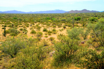 Central Sonora Desert Arizona