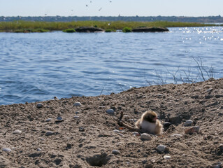Sandwich tern (Thalasseus sandvicensis), tern chick in the nest, Tiligulskiy estuary, Ukraine