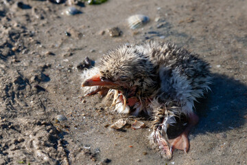 Sandwich tern (Thalasseus sandvicensis), nestling mimics against the background of gray earth on the bank