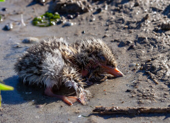 Sandwich tern (Thalasseus sandvicensis), nestling mimics against the background of gray earth on the bank