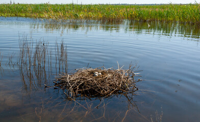 Nest from plant branches with eggs in the shallow water of the Tiligul estuary, Ukraine