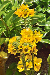 天空の農園のオーニソガラム