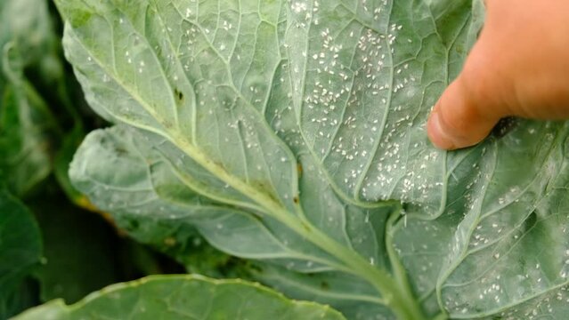 whitefly on cabbage leaves in the garden. Selective focus.