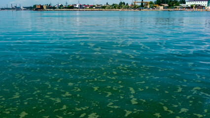 Algae float on the surface of the water in the Black Sea, a toxic blue-green algae (Nodularia spumigena)