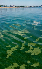 Algae float on the surface of the water in the Black Sea, a toxic blue-green algae (Nodularia spumigena)
